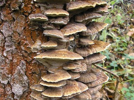 Xanthoporia radiata