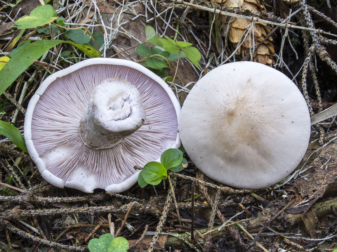 Lepista glaucocana