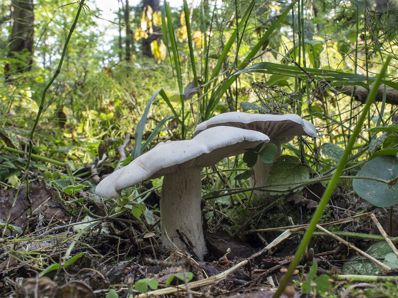 Lepista glaucocana