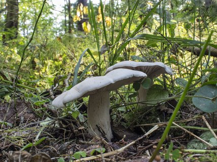 Lepista glaucocana