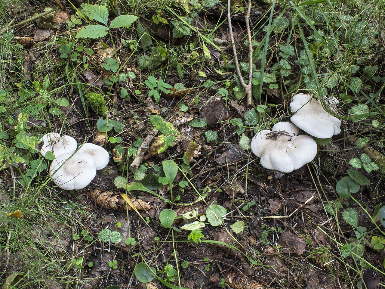 Lepista glaucocana
