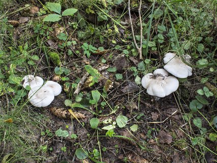 Lepista glaucocana