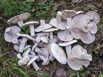 Lepista glaucocana
