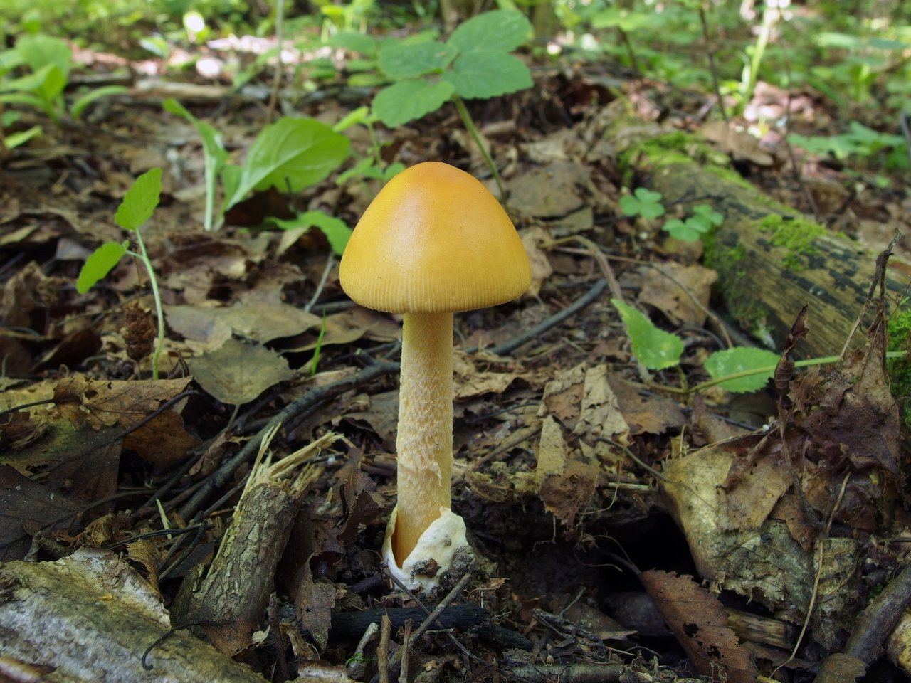 Amanita crocea – Поплавок шафрановый