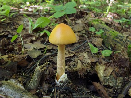 Amanita crocea – Поплавок шафрановый