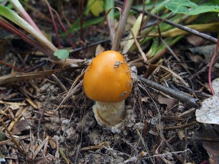 Amanita crocea – Поплавок шафрановый