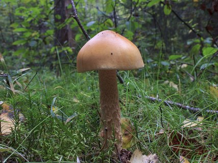 Amanita crocea – Поплавок шафрановый