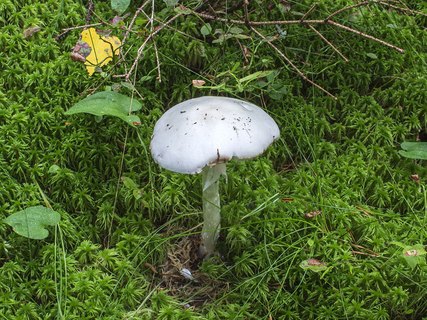Amanita virosa
