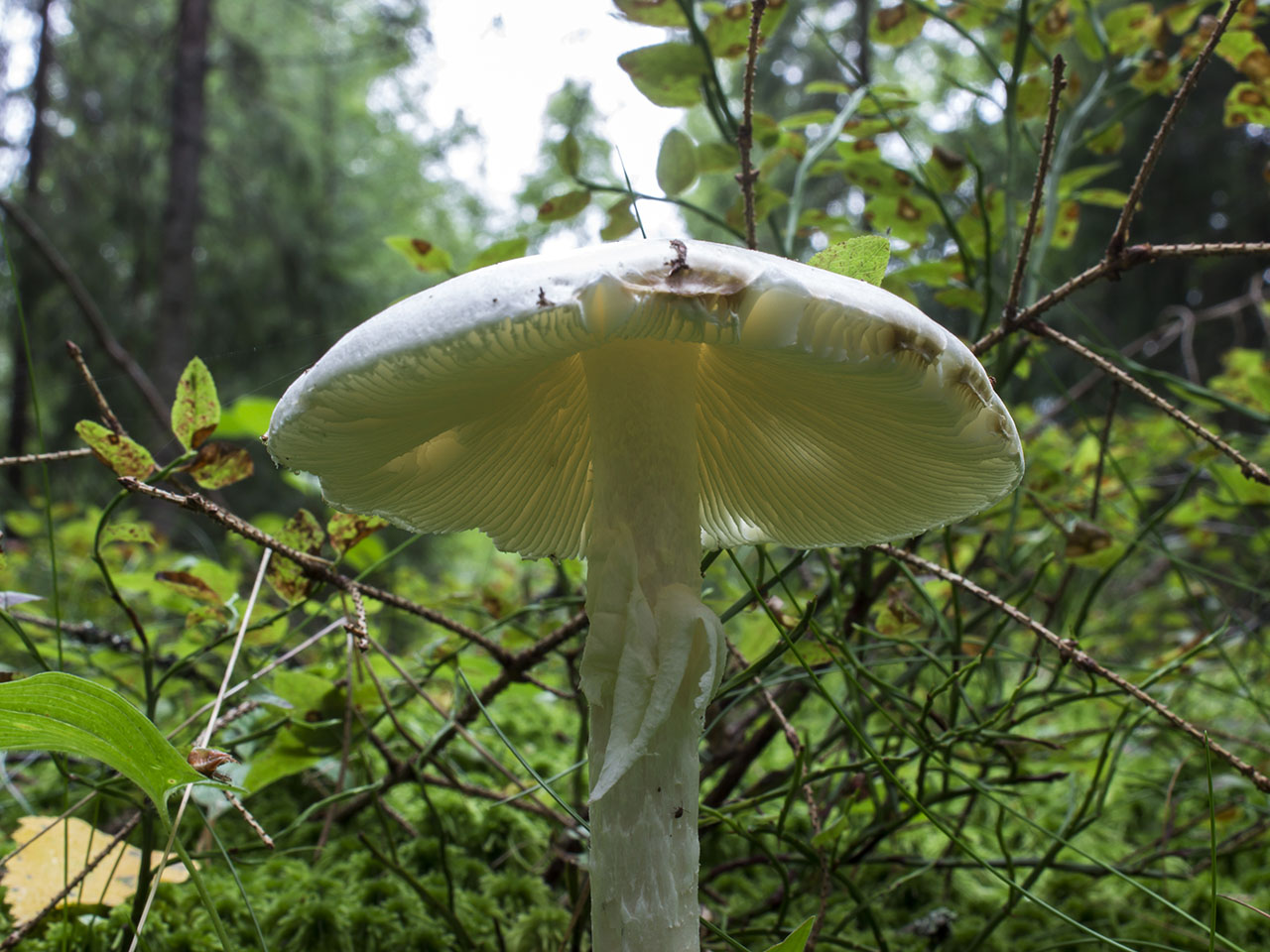 Amanita virosa