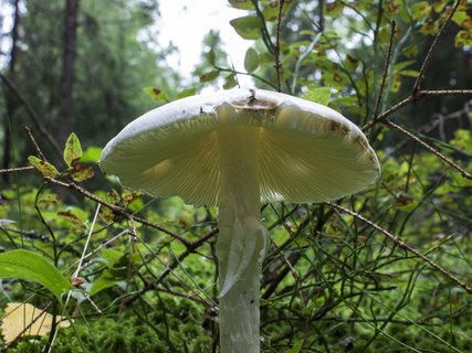 Amanita virosa