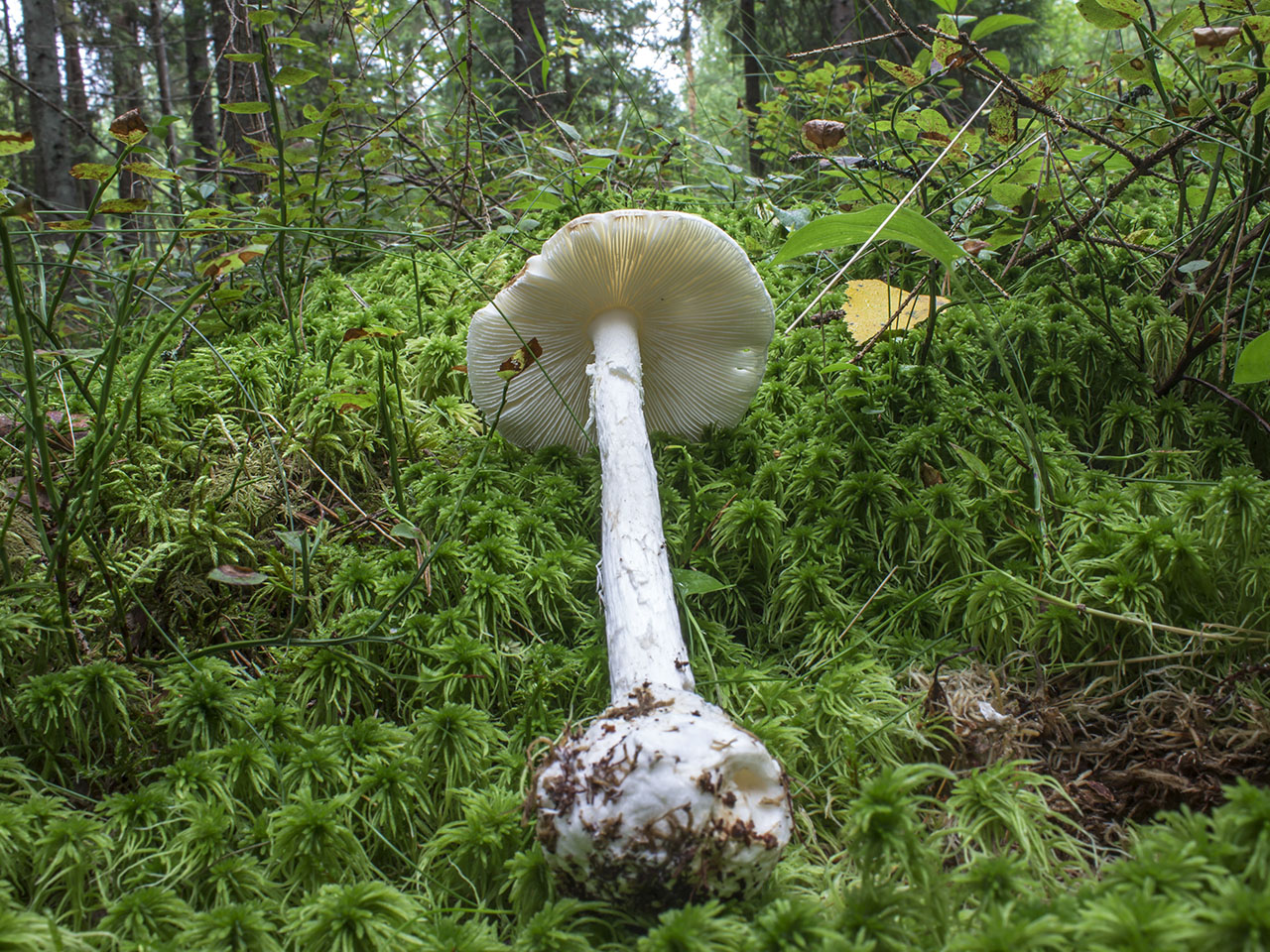 Amanita virosa