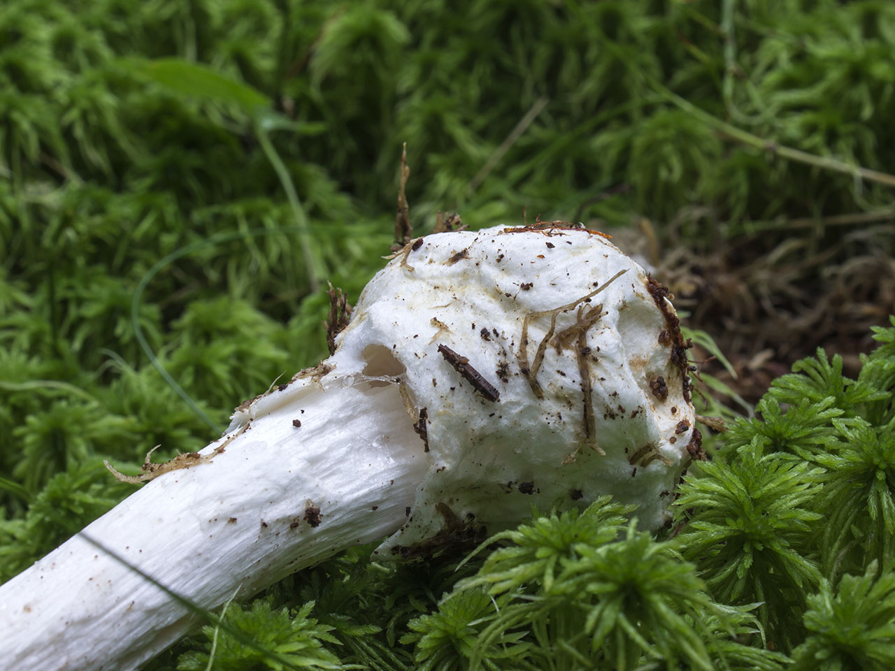 Amanita virosa