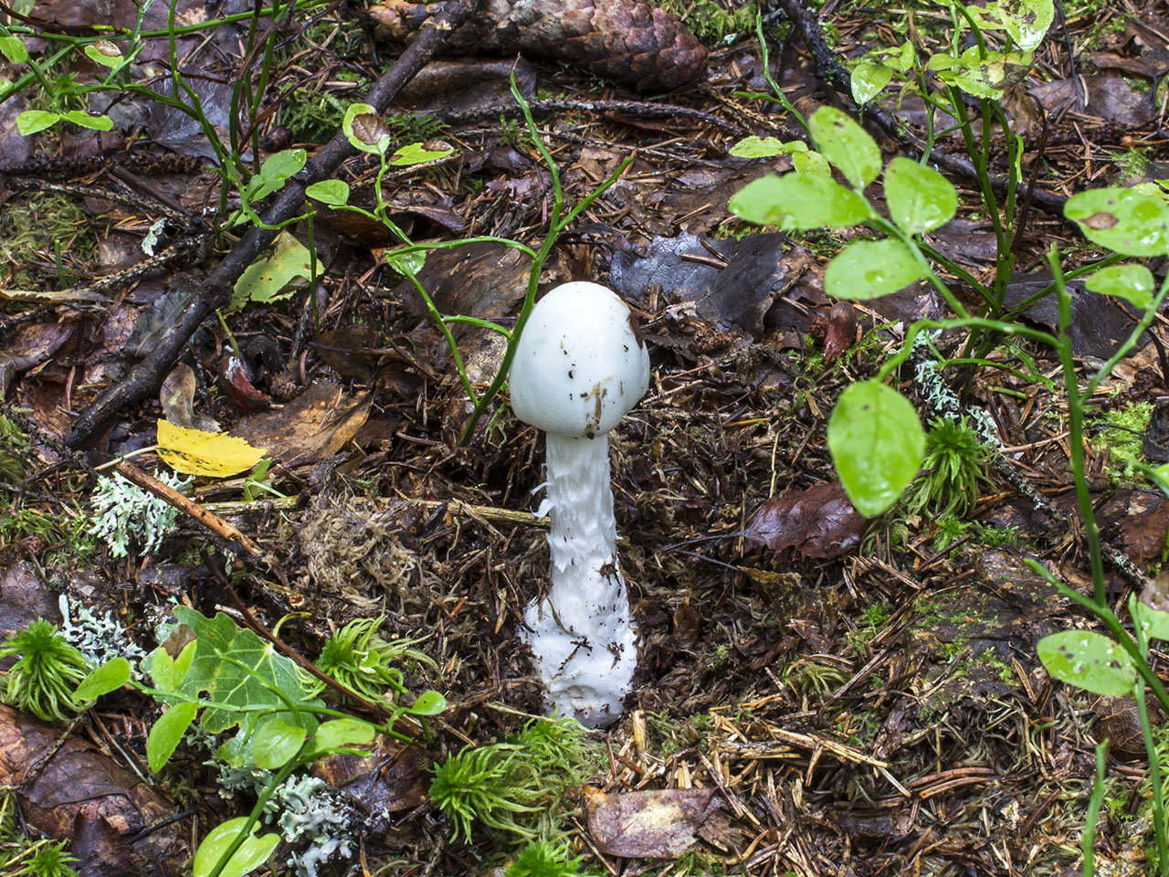Amanita virosa
