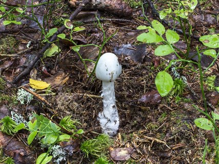 Amanita virosa