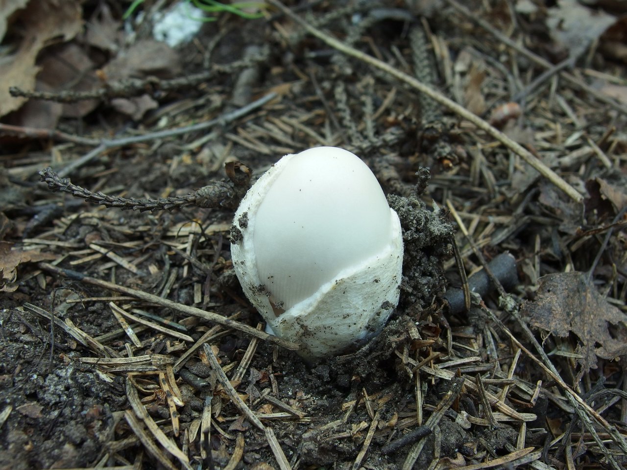 Amanita virosa