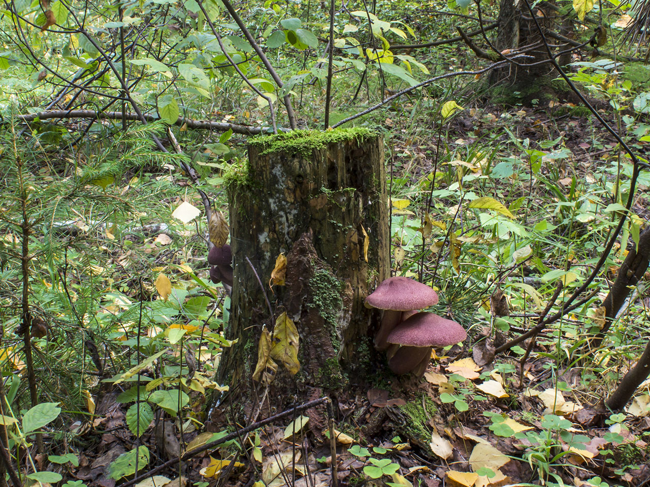 Tricholomopsis rutilans