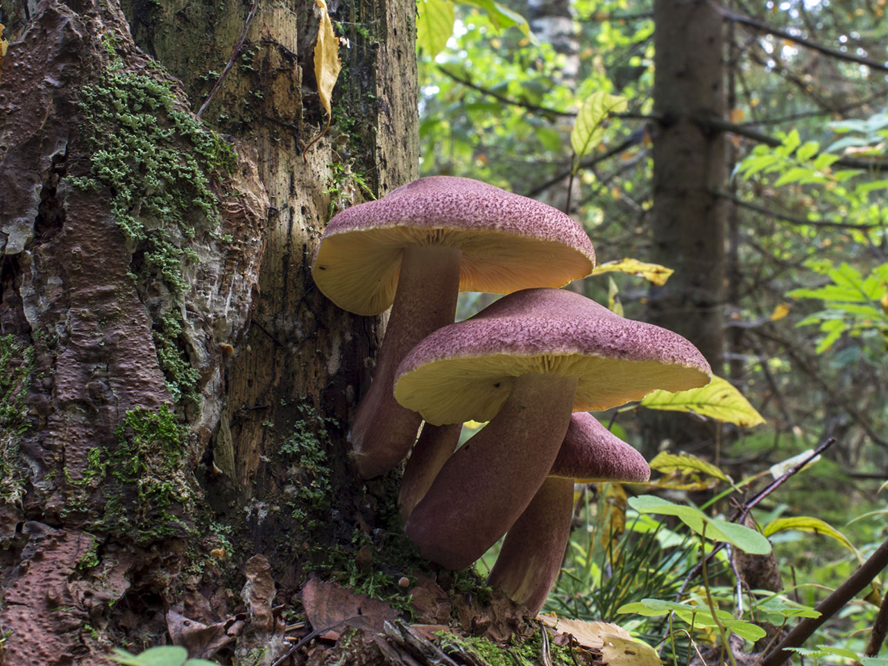 Tricholomopsis rutilans