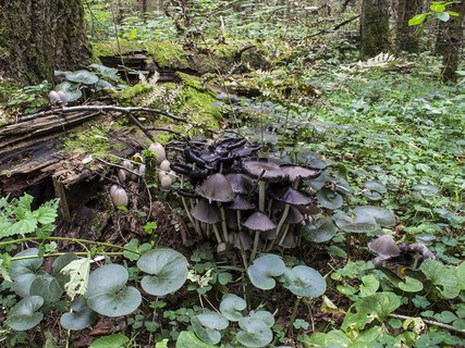 Coprinopsis atramentaria