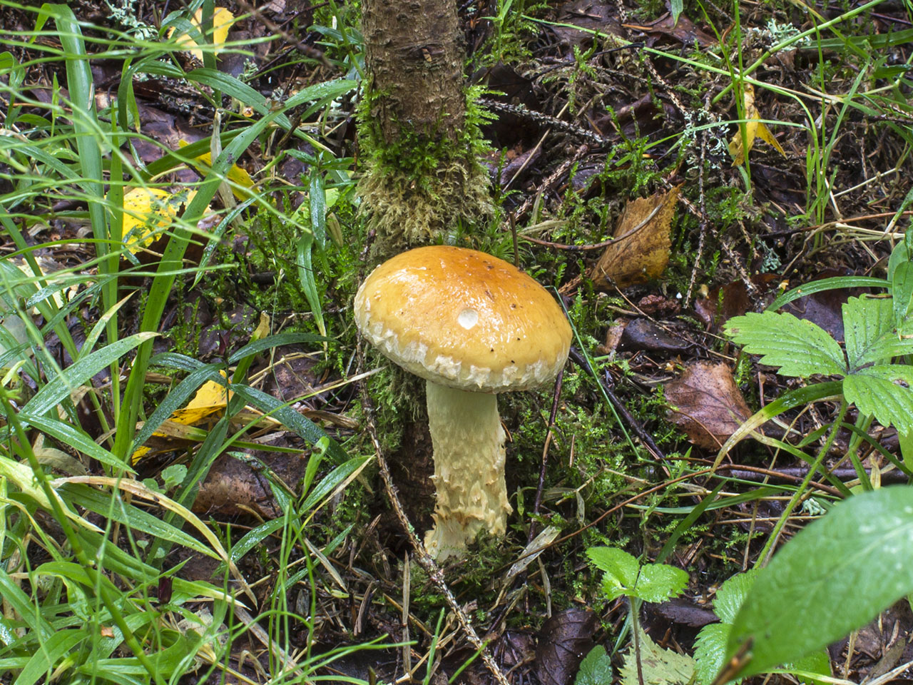 Cortinarius triumphans