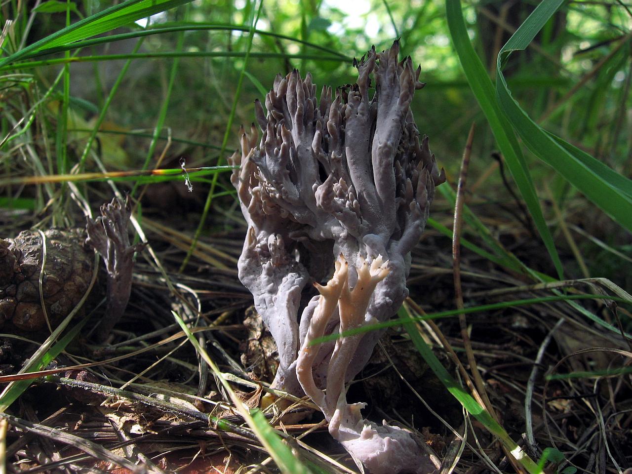 Clavulina cinerea