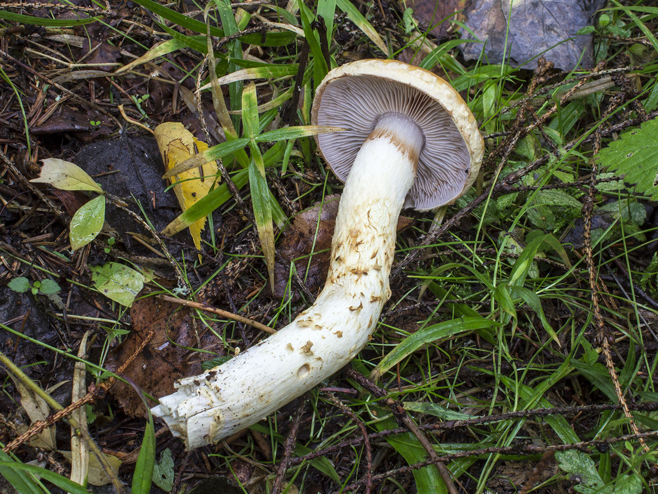 Cortinarius triumphans