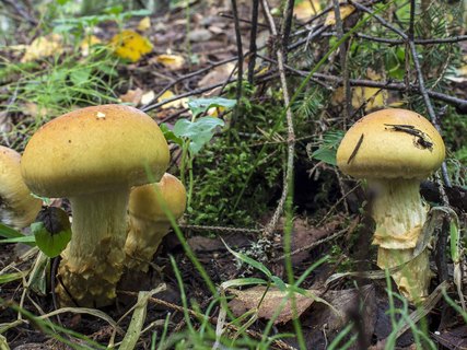 Cortinarius triumphans