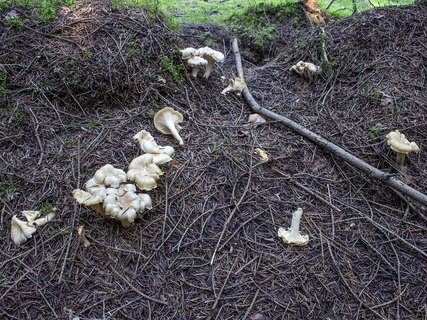 Cantharellus pallens