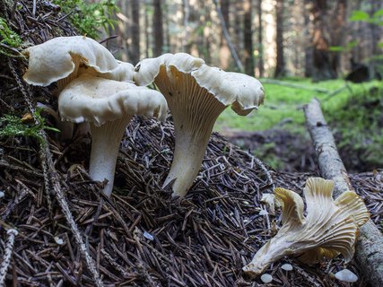 Cantharellus pallens