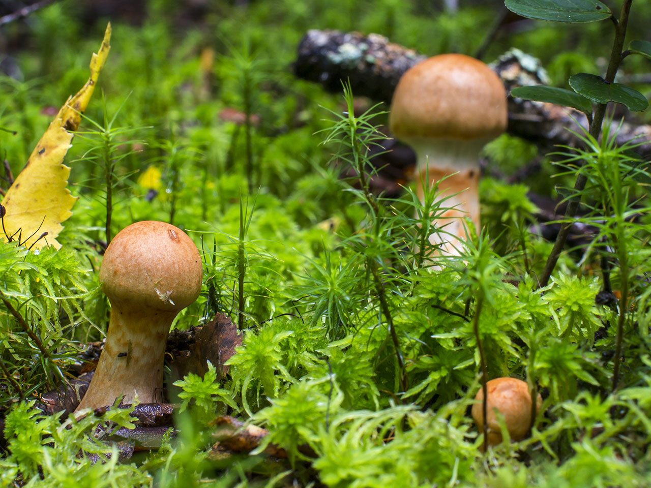 Cortinarius armillatus
