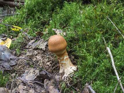 Cortinarius armillatus