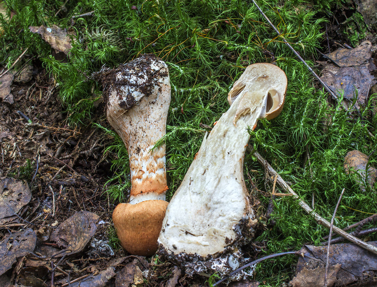 Cortinarius armillatus
