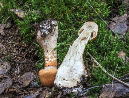Cortinarius armillatus
