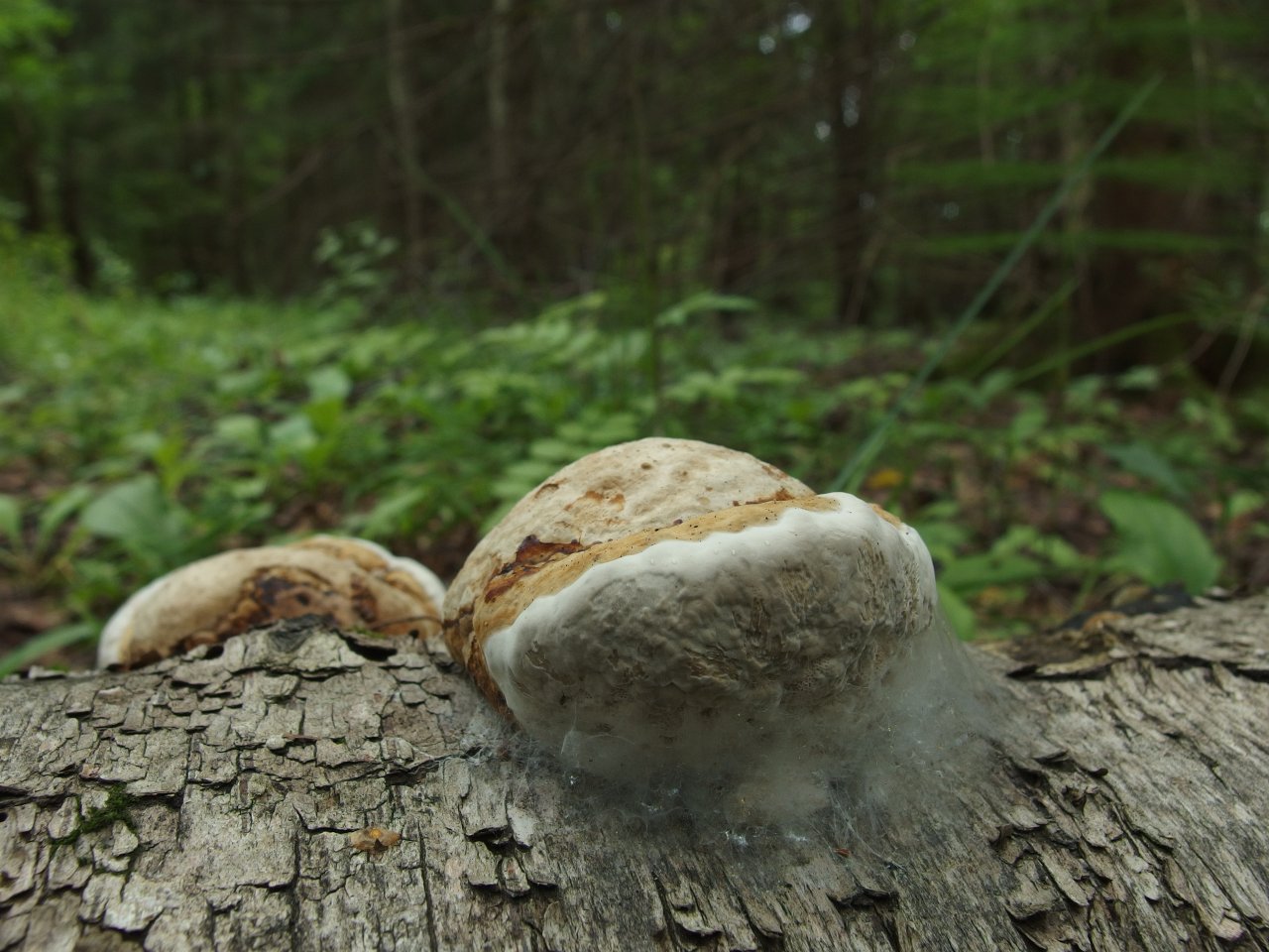Fomes fomentarius