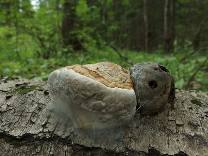 Fomes fomentarius