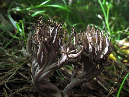 Clavulina cinerea
