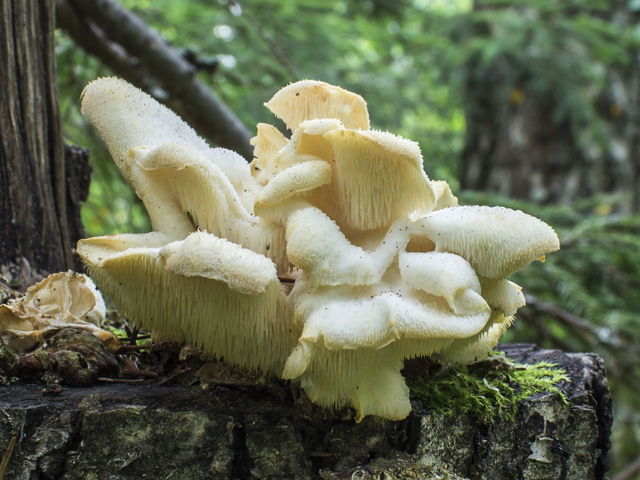Hericium cirrhatum