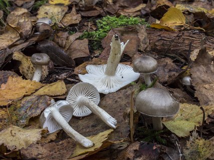Hygrophorus pustulatus