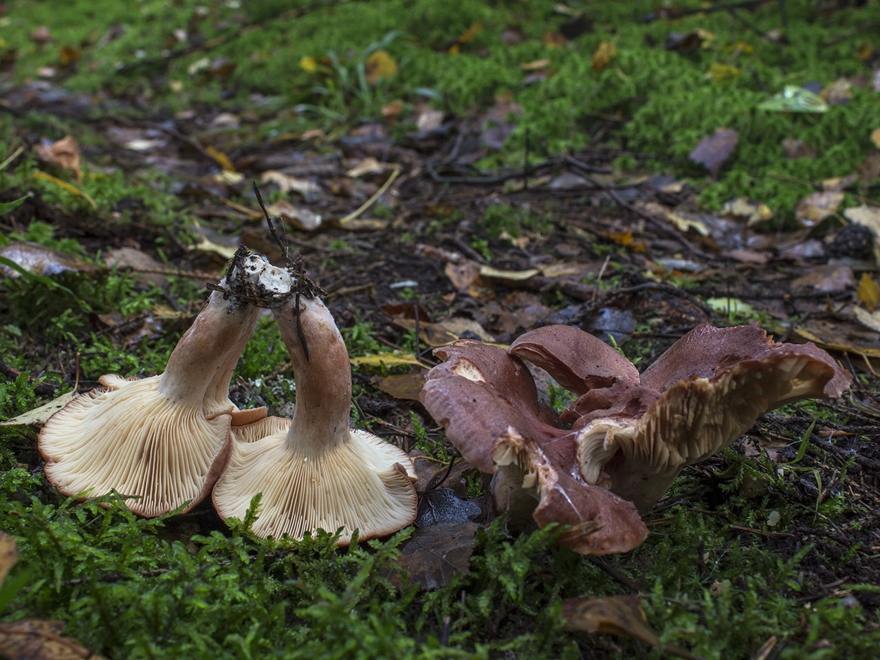 Lactarius rufus