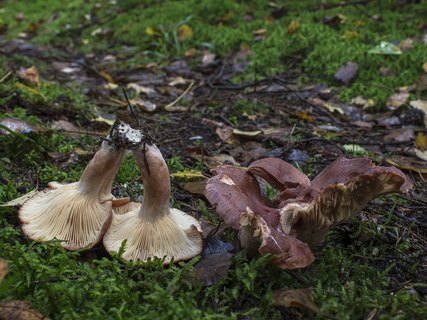 Lactarius rufus