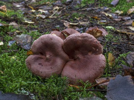 Lactarius rufus