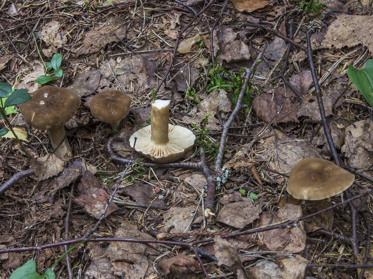 Lactarius fuliginosus