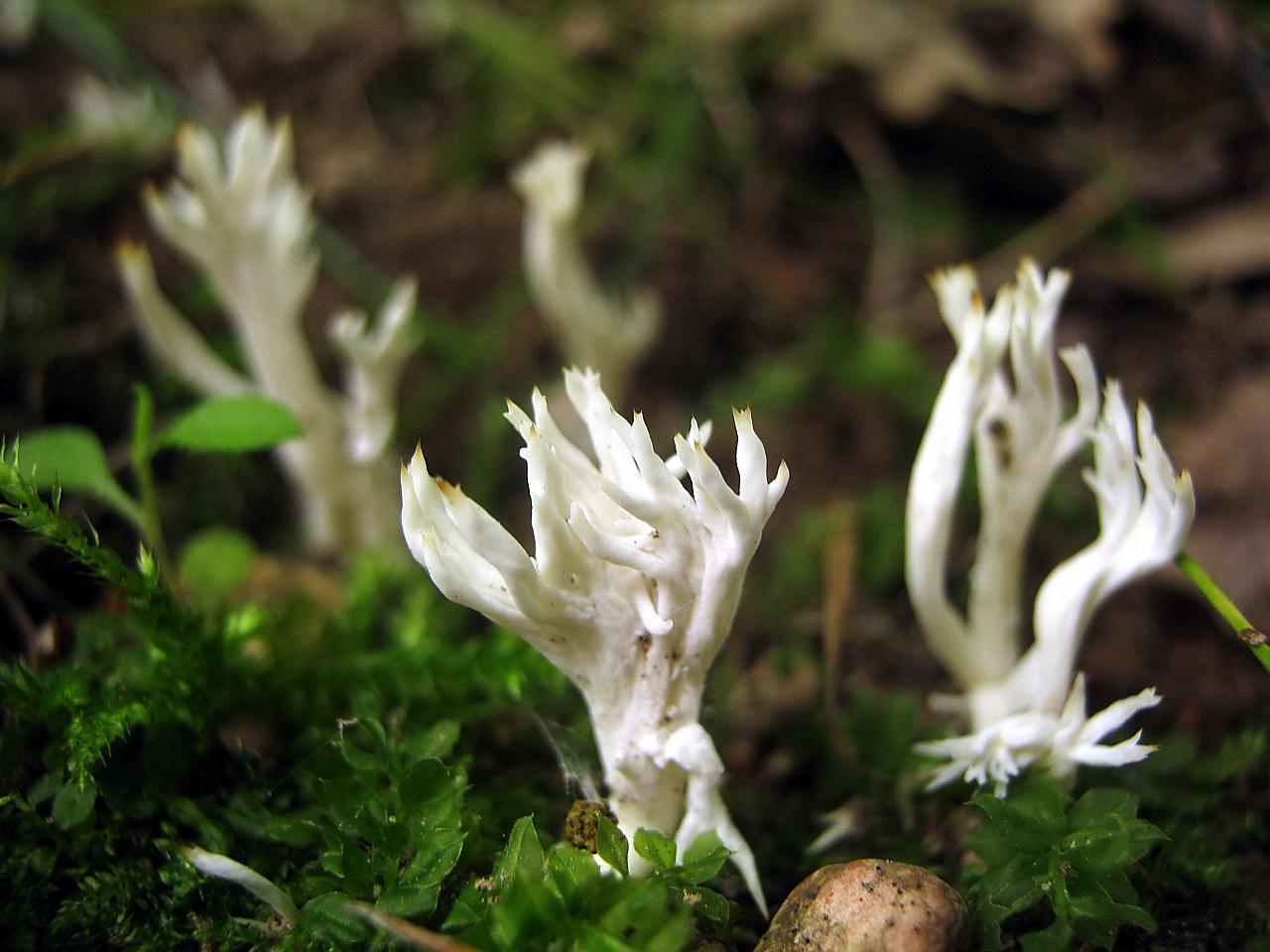 Clavulina cristata