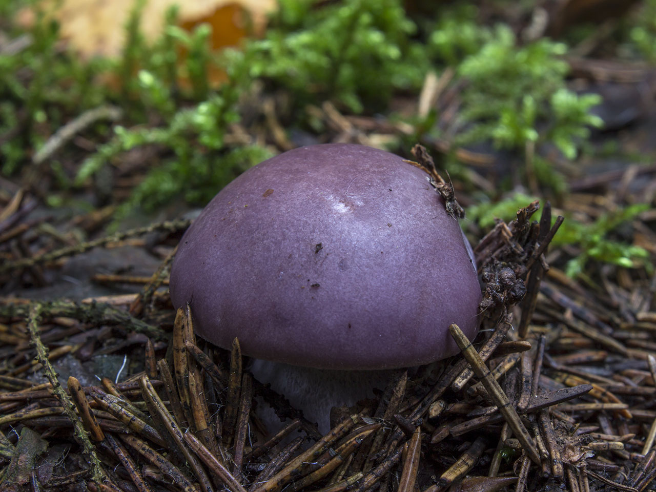 Lepista nuda