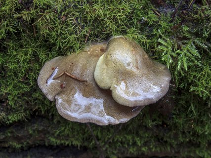 Panellus serotinus