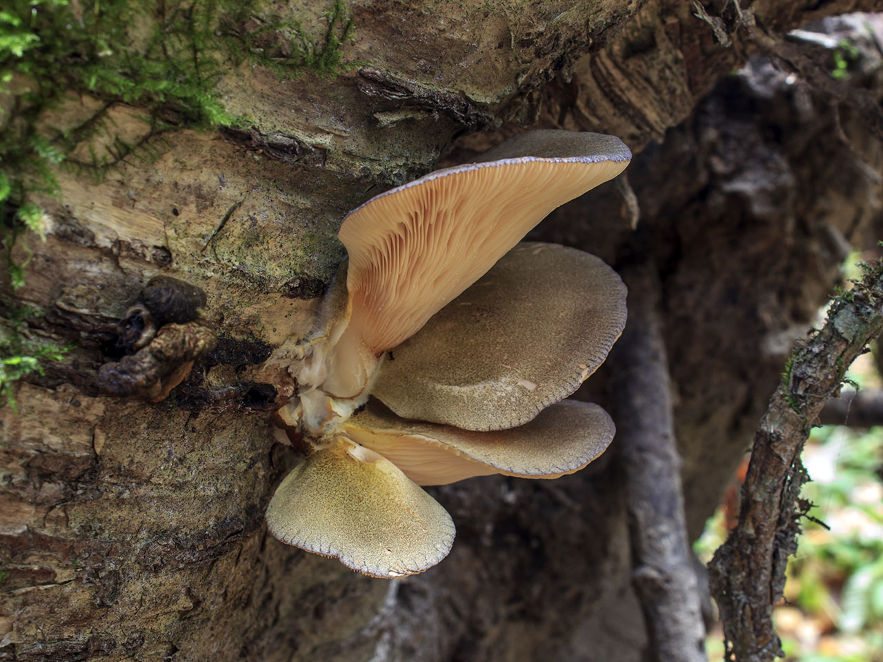 Panellus serotinus