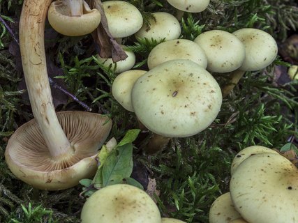 Pholiota alnicola