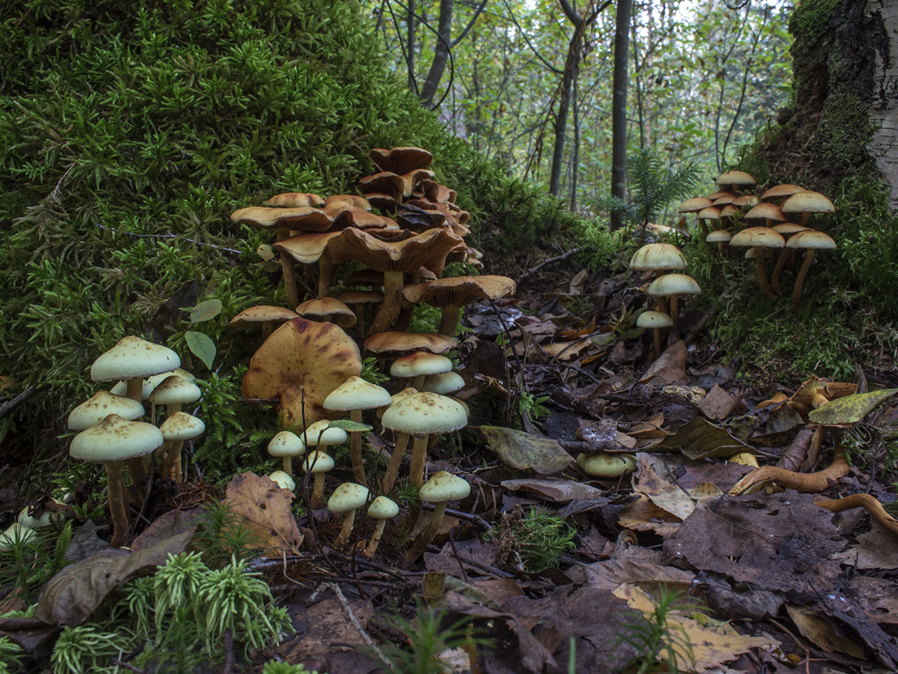 Pholiota alnicola