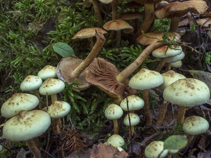 Pholiota alnicola