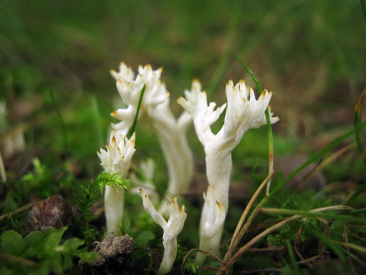 Clavulina cristata