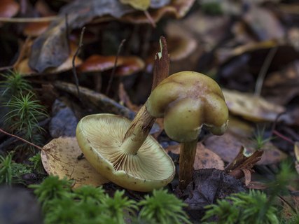 Pholiota alnicola